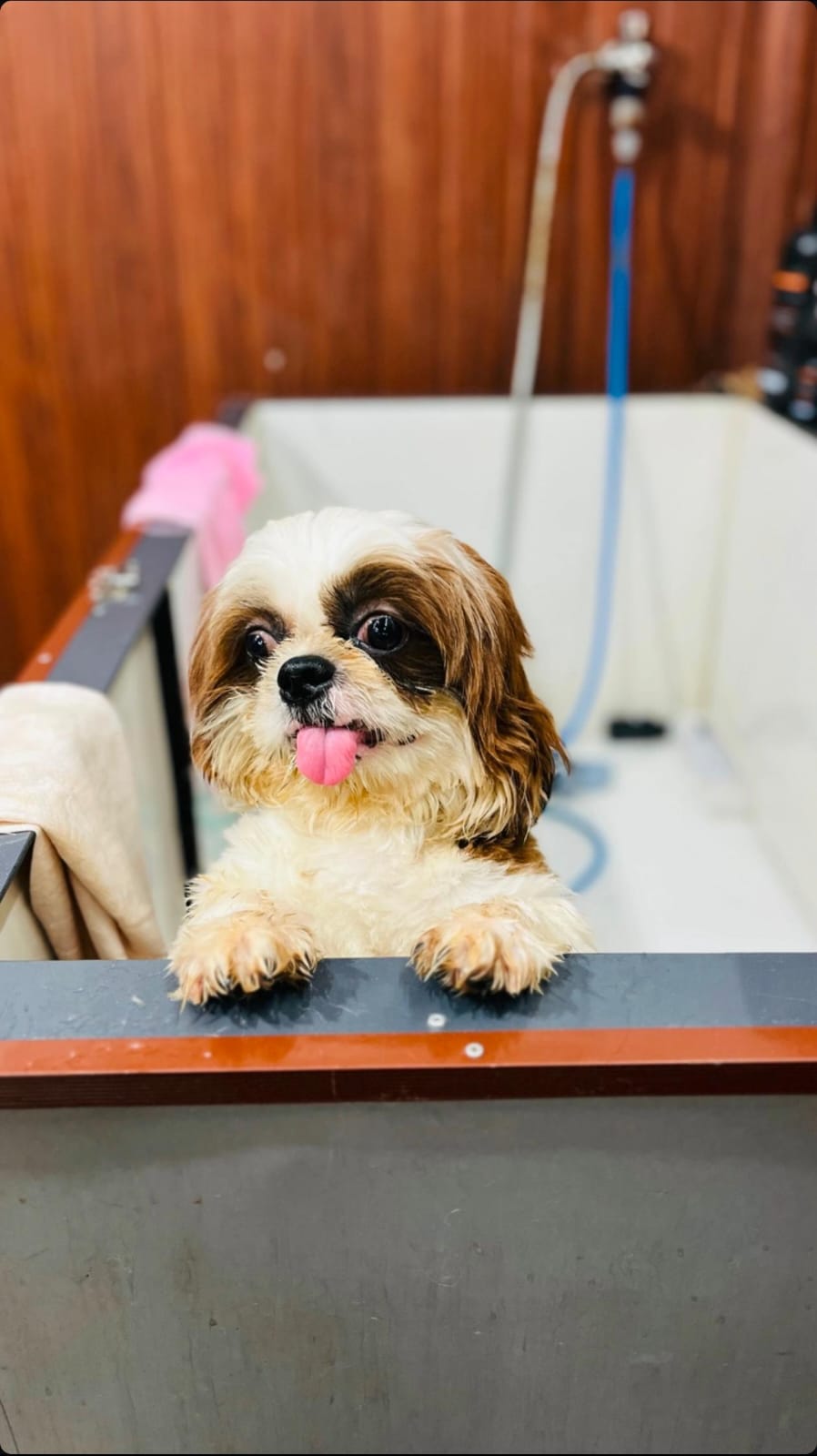 Dog being cared for at the grooming station